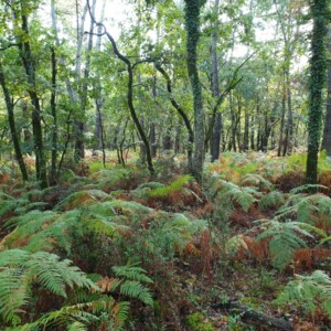 Forêt du Foyer Saint François.