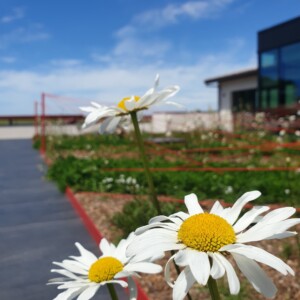 Zoom sur trois grosses marguerites du château Fleur cardinale.
