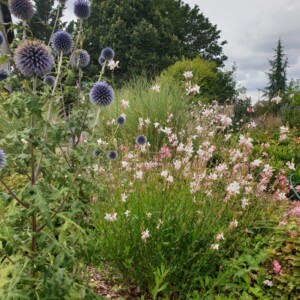 Des fleurs sauvages dans le parc du Chalet.