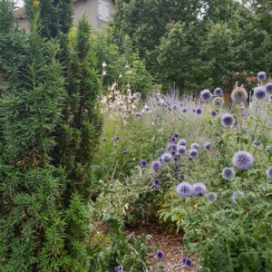 Des chardons dans le parc du Chalet.