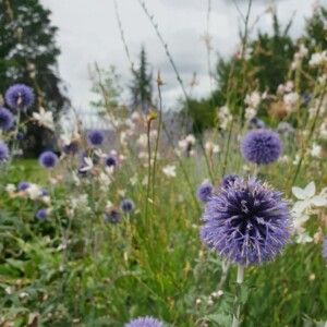 Des fleurs dans le parc du Chalet.