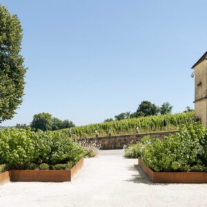 Vue sur les vignes du château Franc Mayne.