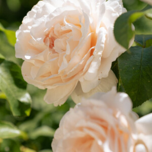 De magnifiques roses du château Franc Mayne.