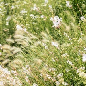 Fleurs à Franc Mayne.