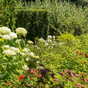 Un massif de fleurs à Picoron.