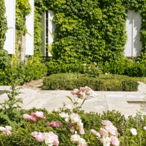 Des rosiers devant du lierre, recouvrant la façade de Envolée belle.