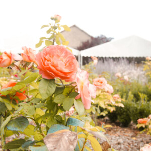 Zoom sur un rosier dans le parc du Chalet.
