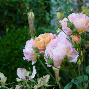 Des roses dans le parc du Chalet.